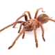 Illustration for article titled Pair of Tarantulas Hop Aboard Flight From Dominican Republic and Into Your Nightmares